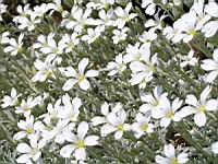 Cerastium grandiflorum (fam Caryophyllacees) (Balkans, Caucase) (3) (Photo F. Mrugala)